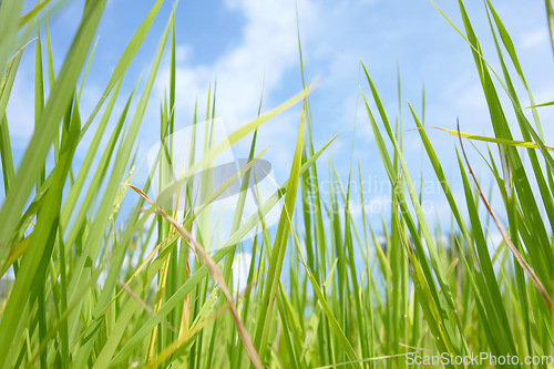 Image of Tall grass, leaves and blue sky in nature for natural sustainability, agriculture or growth of wheat. Outdoor field, farm or land of eco friendly environment on sunny day or greenery in countryside