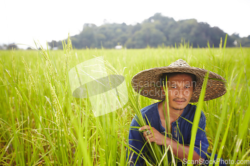 Image of Portrait, space and an asian man rice farmer in a field for sustainability in the harvest season. Plant, agriculture and growth in the countryside with a farm worker on a plantation in rural China