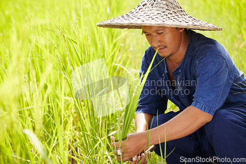 Image of Grass, space and an asian man rice farmer in a field for sustainability in the harvest season. Agriculture, nature and growth in the countryside with a farm worker on a plantation in rural China