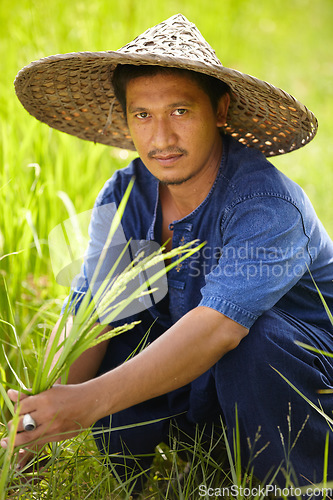 Image of Portrait, sustainability and an asian man rice farmer in a field for agriculture in the harvest season. Plant, grass and growth in the countryside with a farm worker on a plantation in rural China