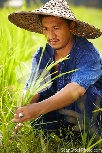 Image of Grass, agriculture and an asian man rice farmer in a field for sustainability in the harvest season. Plant, nature and growth in the countryside with a farm worker on a plantation in rural China