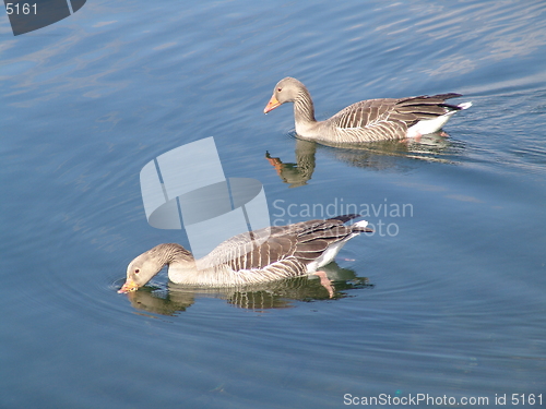 Image of Ducks