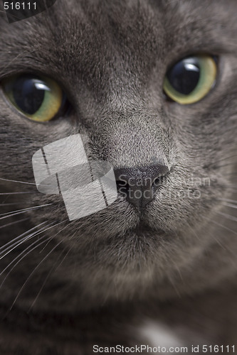 Image of gray cat