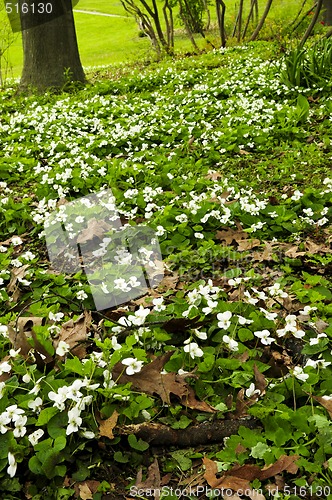 Image of Spring flowers near creek