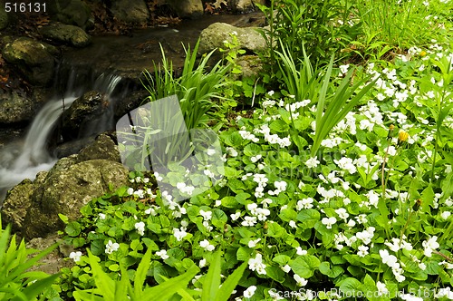 Image of Spring flowers near creek