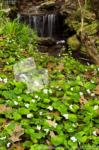 Image of Spring flowers near creek