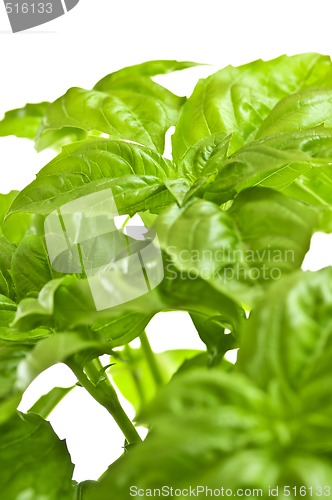 Image of Green basil close up