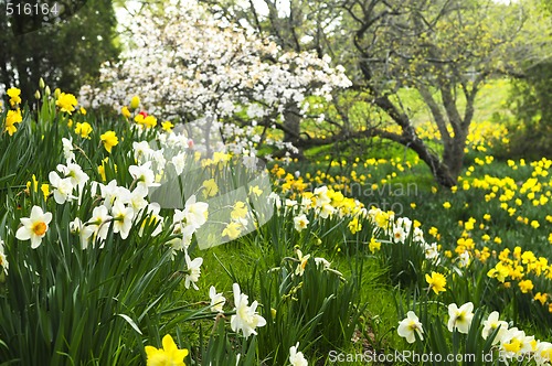 Image of Blooming daffodils in spring park