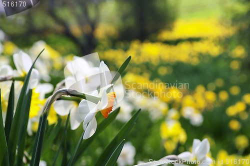 Image of Blooming daffodils in spring park