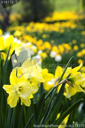 Image of Blooming daffodils in spring park