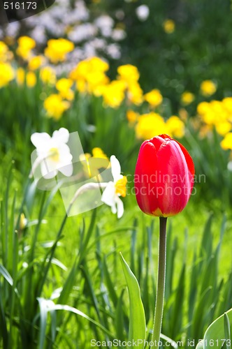 Image of Blooming spring flowers