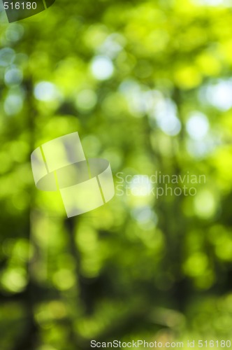 Image of Green background