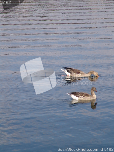 Image of birds