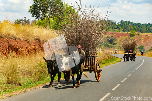 Image of Traditional zebu carriage on the road. The zebu is widely used as a draft animal in Madagascar.