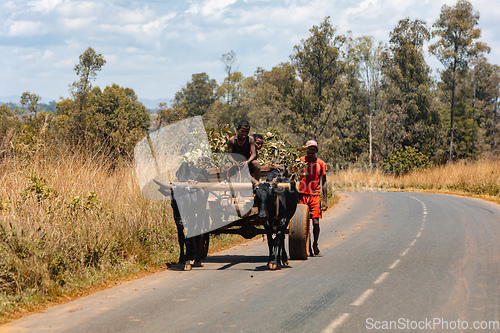 Image of Traditional zebu carriage on the road. The zebu is widely used as a draft animal in Madagascar.