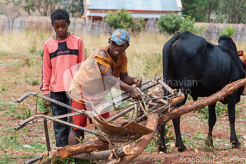 Image of Malagasy farmer, with the help of his sons, engages the plow with the zebu. Agriculture is one of the main means of livelihood in the countryside.