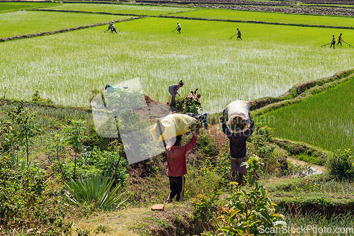 Image of Malagasy farmers, working on rice fields. Agriculture is one of the main means of livelihood in the countryside.