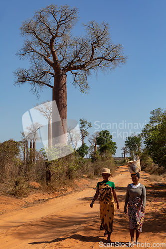 Image of Malagasy women with basket on their heads walk along a dirt road between baobabs through the traditional Madagascar countryside.