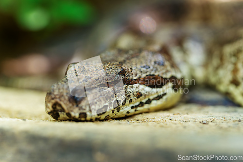 Image of Snake Dumeril's boa, Acrantophis dumerili, Isalo National Park, Madagascar