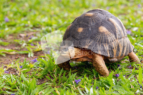 Image of Radiated tortoise, Astrochelys radiata. Ilakaka, Madagascar wildlife