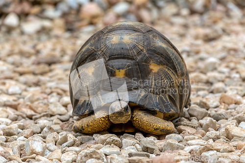 Image of Radiated tortoise, Astrochelys radiata. Antsirabe, Madagascar wildlife