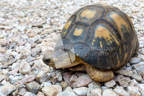 Image of Radiated tortoise, Astrochelys radiata. Antsirabe, Madagascar wildlife