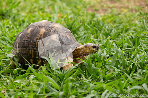 Image of Radiated tortoise, Astrochelys radiata. Ilakaka, Madagascar wildlife