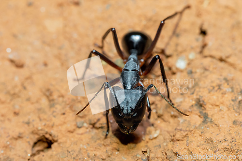 Image of Carpenter ants, Camponotus spp., Ambalavao, Madagascar wildlife