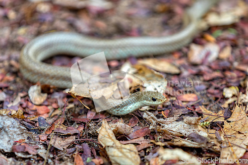 Image of Blonde hognose snake, Leioheterodon modestus, Tsingy de Bemaraha, Madagascar
