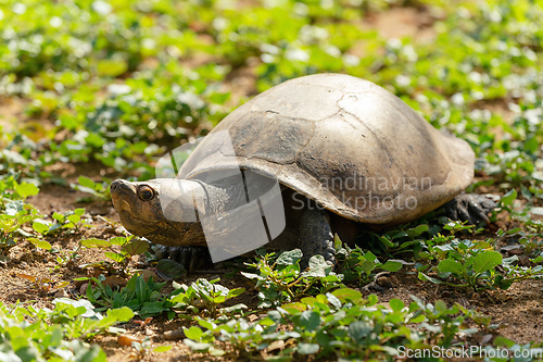 Image of Madagascan big-headed turtle, Erymnochelys madagascariensis, Miandrivazo, Madagascar wildlife