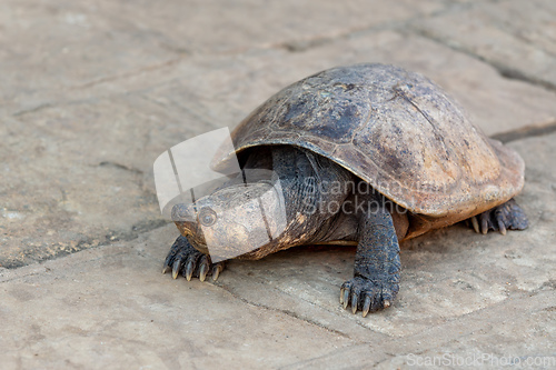 Image of Madagascan big-headed turtle, Erymnochelys madagascariensis, Miandrivazo, Madagascar wildlife