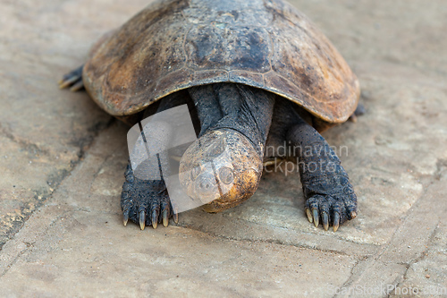 Image of Madagascan big-headed turtle, Erymnochelys madagascariensis, Miandrivazo, Madagascar wildlife