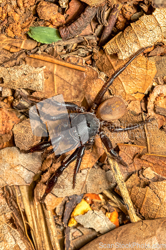 Image of Ground spider, Gnaphosidae sp., Miandrivazo, Madagascar wildlife