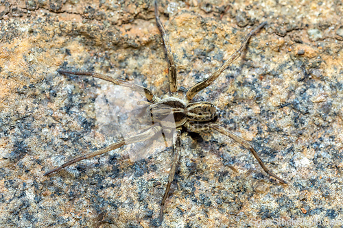 Image of Wolf spider. Lycosidae sp, Ambalavao, Madagascar wildlife