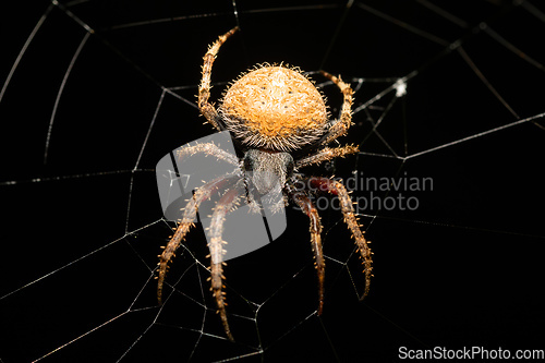 Image of Spotted orb weaver spider on web, Neoscona triangula, Ambalavao, Madagascar wildlife