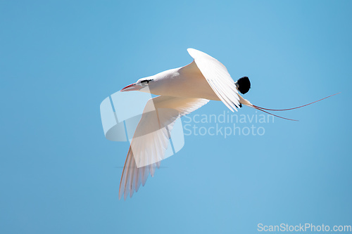 Image of The red-tailed tropicbird, Phaethon rubricauda, Nosy Ve. Madagascar wildlife