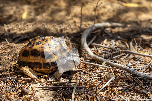 Image of Spider tortoise, Pyxis arachnoides, Arboretum d'Antsokay, Madagascar wildlife