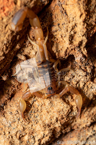 Image of Teruelius flavopiceus, Tsingy de Bemaraha Madagascar wildlife