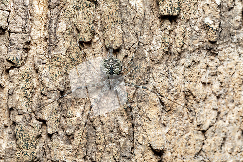 Image of Two-Tailed Spider, Tree trunk spider, Long-spinnered Bark Spider, Hersiliidae sp, Analamazaotra National Park, Madagascar wildlife