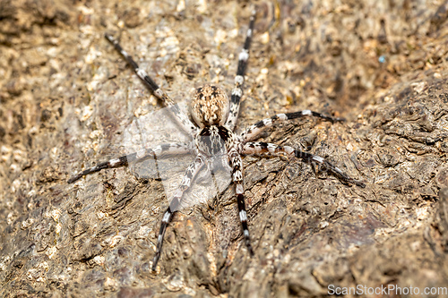 Image of Ornamental Wandering Spider (Viridasius fasciatus), Kivalo