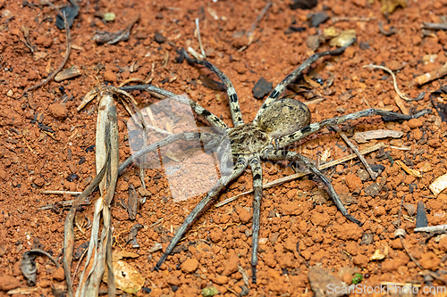 Image of Wolf spider. Lycosidae sp, Ranohira Isalo, Madagascar wildlife