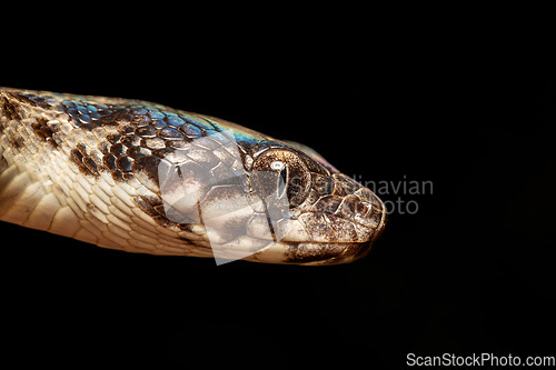 Image of Malagasy Cat-eyed Snake, Madagascarophis colubrinus, Miandrivazo Madagascar wildlife