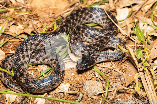 Image of Malagasy Cat-eyed Snake, Madagascarophis colubrinus, Miandrivazo Madagascar wildlife