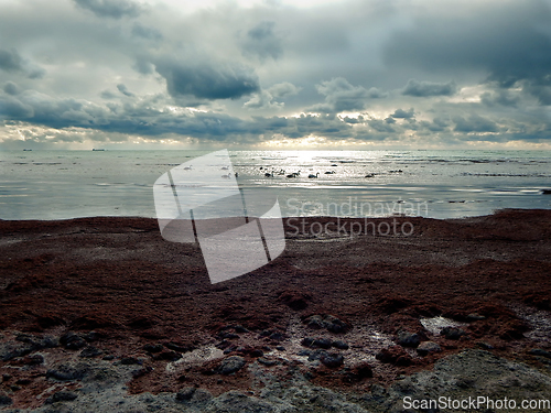 Image of Swans in the Caspian Sea.