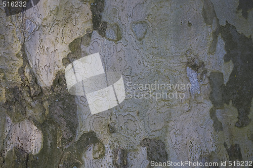 Image of background tree