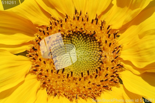 Image of Sunflower