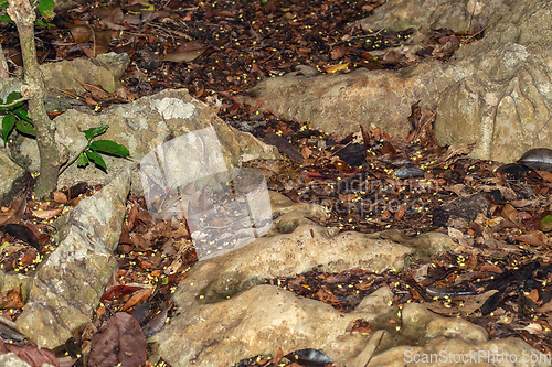 Image of Malagasy Cat-eyed Snake, Madagascarophis colubrinus, Kirindy Forest, Madagascar wildlife