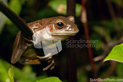 Image of Madagascan Treefrog, Boophis madagascariensis, frog from Andasibe-Mantadia National Park, Madagascar wildlife