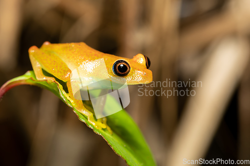 Image of Green Bright-Eyed Frog, Boophis Viridis, Andasibe-Mantadia National Park, Madagascar wildlife