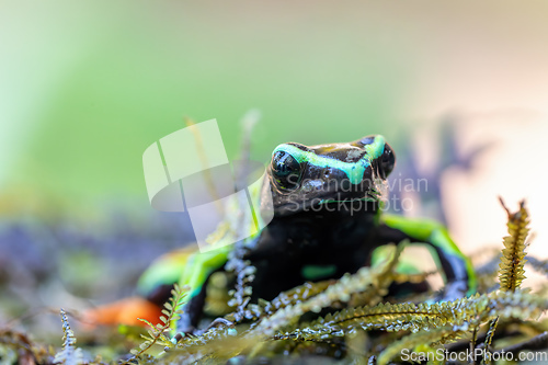 Image of Baron's Mantella, Mantella Baroni, Endemic frog. Madagascar wildlife